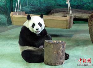 贈台大熊貓 贈台大熊貓