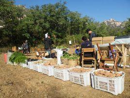 鳳凰公社 鳳凰公社