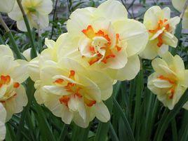 水仙花期 水仙花期