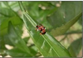 木瓜紅蜘蛛 木瓜紅蜘蛛