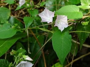 小牽牛(原變種) 小牽牛(原變種)
