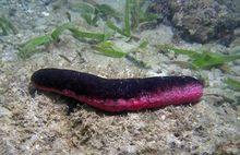 紅黑海參的各種圖片