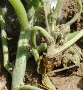 南瓜枯萎病 南瓜枯萎病