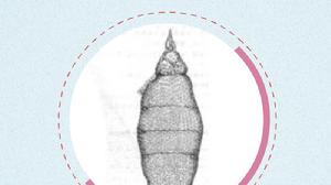 梭錐帽蟲 梭錐帽蟲