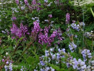 二色馬先蒿 二色馬先蒿