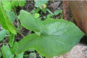 白脈犁頭尖 白脈犁頭尖