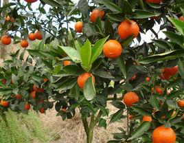 日南一號柑桔 日南一號柑桔