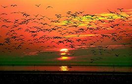 洞庭湖濕地 洞庭湖濕地