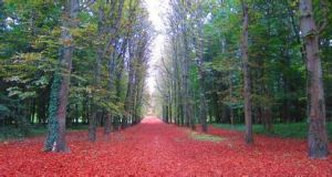 楓丹白露森林 楓丹白露森林