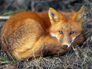 Red fox