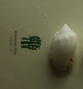 笨甲冑螺 笨甲冑螺