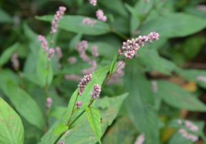 長鬃蓼(原變種) 長鬃蓼(原變種)