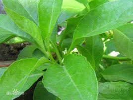 白背三七[白背三七]