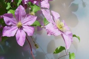 細花鐵線蓮 細花鐵線蓮