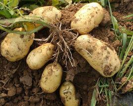 子長洋芋 子長洋芋