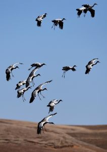 大山包黑頸鶴自然保護區 大山包黑頸鶴自然保護區