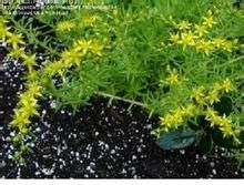 細葉景天 細葉景天