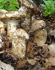 長白山野生松茸 長白山野生松茸