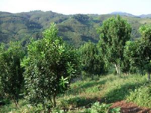 景頗寨自然村自然資源-耕地