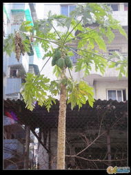 光序苦樹(變種) 光序苦樹(變種)