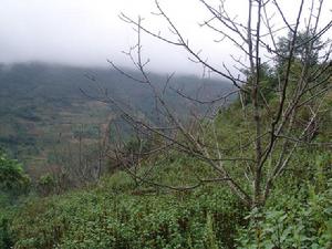 迤東灑二組自然村經果林