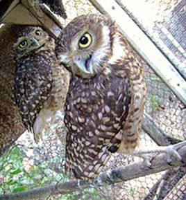 玻利維亞穴鴞 玻利維亞穴鴞