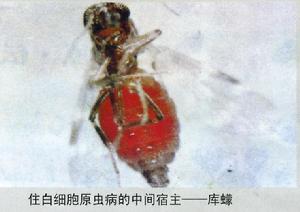 嗜按庫蠓 嗜按庫蠓