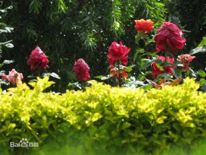 印度烏蒂植物園