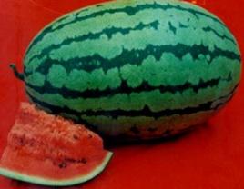 金鐘冠龍 金鐘冠龍