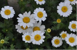 紫莖垂頭菊 紫莖垂頭菊