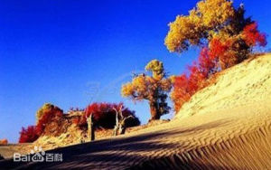 準噶爾岩黃耆 準噶爾岩黃耆