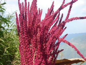 來美抗自然村特色產業-秈米