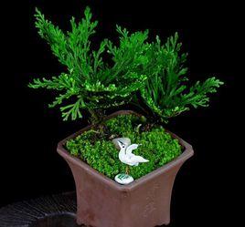 金釵[石斛植物別名]