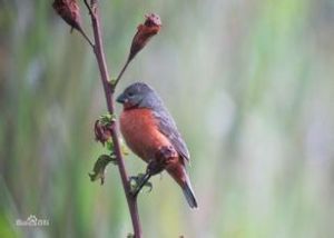 棕胸食籽雀 棕胸食籽雀