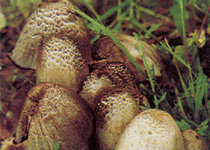 瓦鱗鬼傘 瓦鱗鬼傘