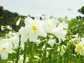 （圖）撒奇萊雅族