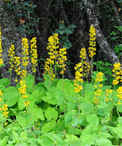 沼生橐吾 沼生橐吾