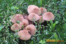 表面淡紅色的野蘑菇