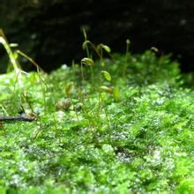 綠色明葉蘚 綠色明葉蘚