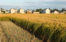 江蘇省響水縣張集鄉