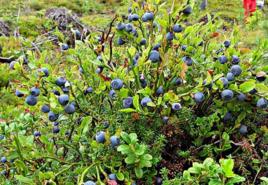 野生藍莓