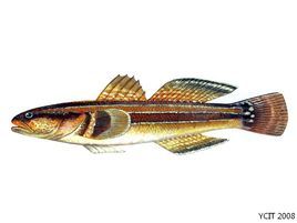 須縞鰕虎魚 須縞鰕虎魚