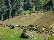 上松園自然村耕地