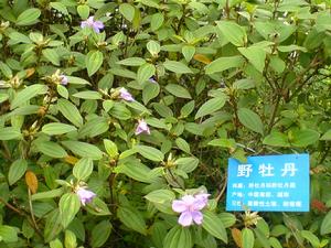 鳳尾盤子葫蘆湯 鳳尾盤子葫蘆湯