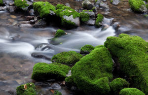 青苔[藍葦華主演的電視劇]