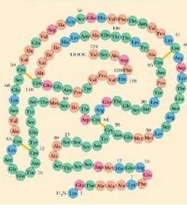 內切核糖核酸酶 內切核糖核酸酶