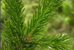 新疆冷杉 新疆冷杉