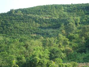 河壩子自然村生態山林