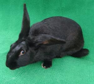 蓮山黑兔 蓮山黑兔