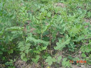 黨參杞子燉胎盤